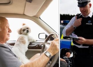 Millions of motorists warned of £5,000 fine and points for driving with pets this Easter