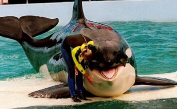 Lolita the orca dies in Miami after more than 50 years in captivity