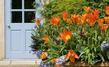 Monty Don urges gardeners to do 1 thing to tulips to ensure stunning summer blooms