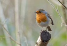 Robins will flock to your garden this winter if you leave out 2 kitchen items