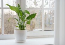 Peace lilies will flower better when you do simple 5-second task after watering