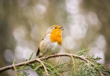 Robins will be drawn to your garden daily if you have 1 vital item they love – not food